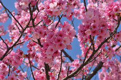 ﾒﾃﾞｨｱﾄﾞｰﾑ2020　3月　桜②