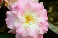 グリーンパーク2022　5月-04　薔薇　マチルダ