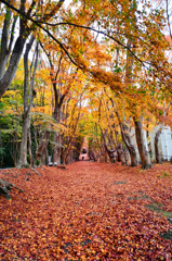 河内藤園2021　11月　紅葉の路　登り