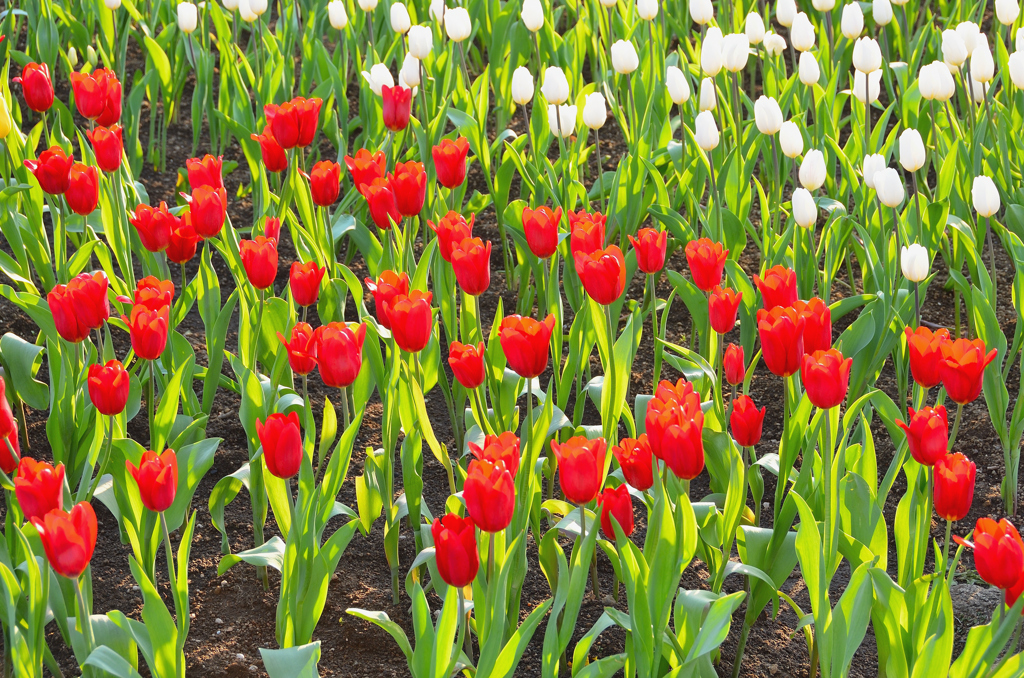 ハウステンボス2023　2月-03　花壇のアイスチューリップ