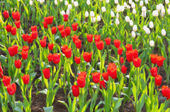 ハウステンボス2023　2月-03　花壇のアイスチューリップ