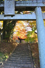 秋月2021　秋-3　鳥居と参道