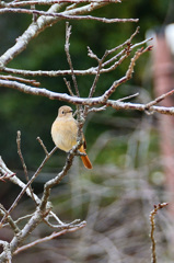 白野江2020　1月　野鳥