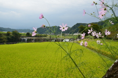 原尻の滝2018-1　ｺｽﾓｽ