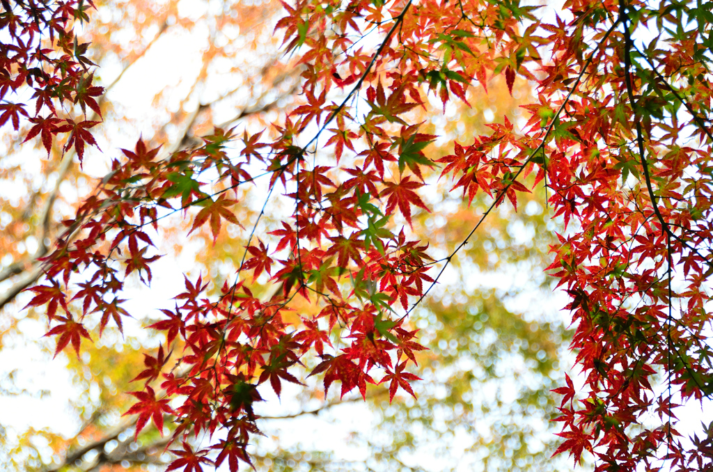 呑山観音寺2021　11月-2　秋模様④