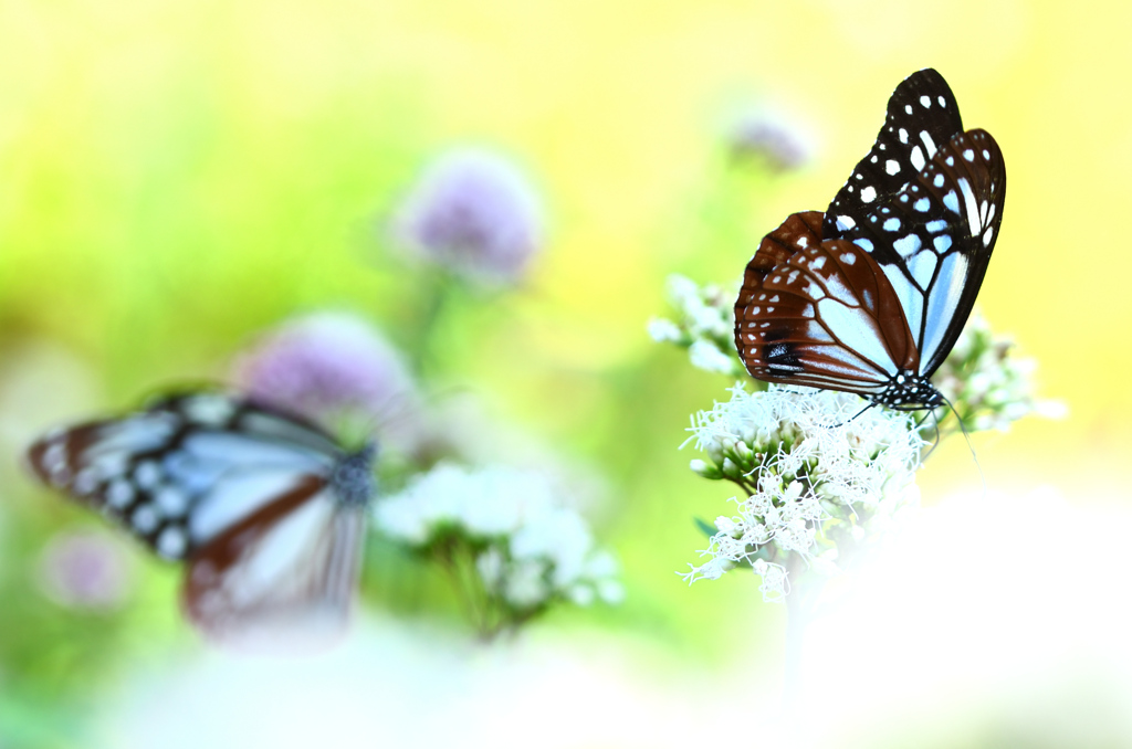 白野江2021　10月-3　アサギマダラ②