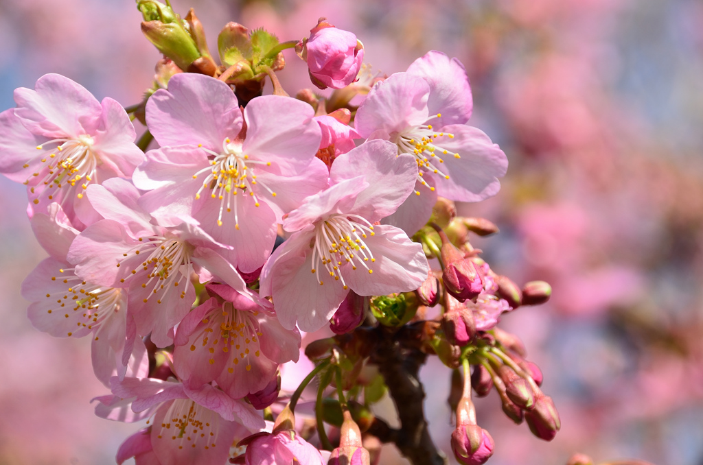 白野江2021　2月-3　河津桜