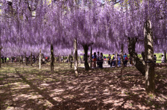 河内藤園2019　5月藤棚1