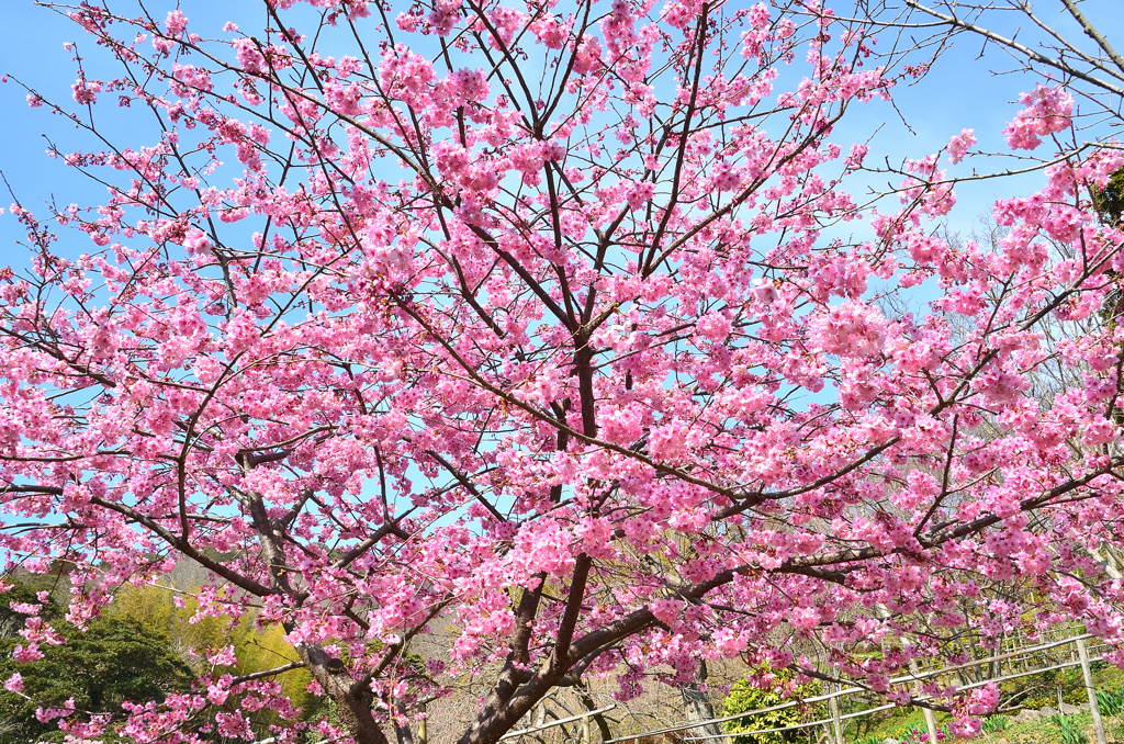 白野江2021　3月-2　桜　陽光①