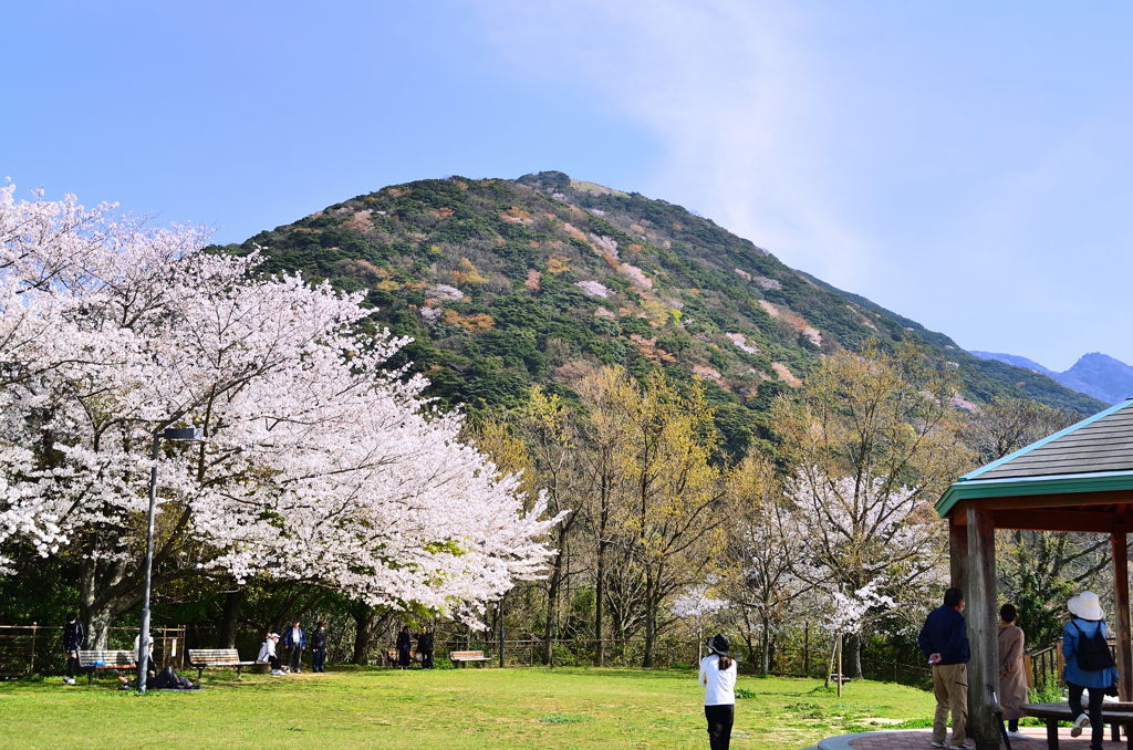 足立公園2021　3月　小文字山と桜