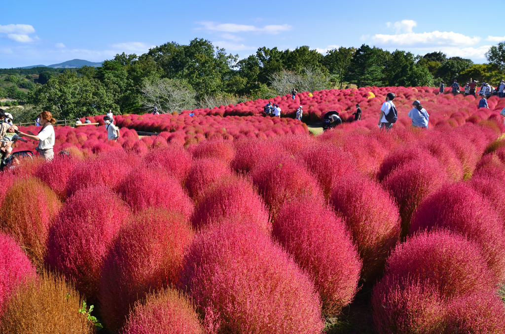 大分農業文化公園2021　10月-2　コキア②