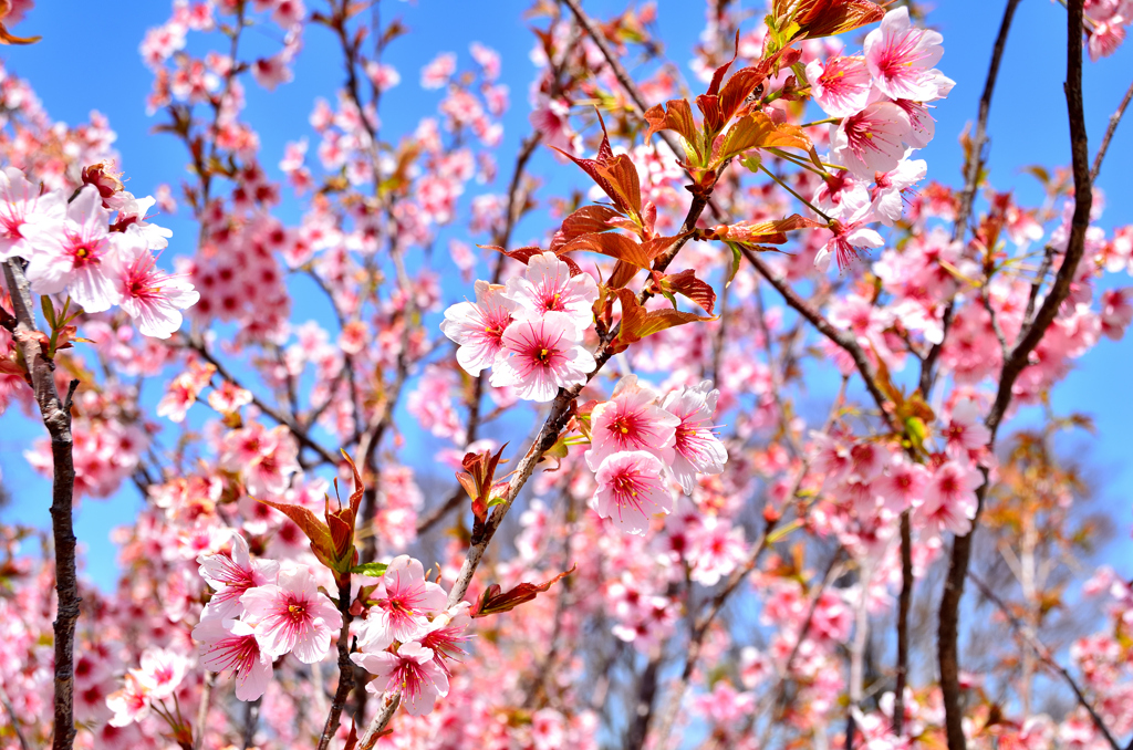 農事センター2022　春　彼岸桜①