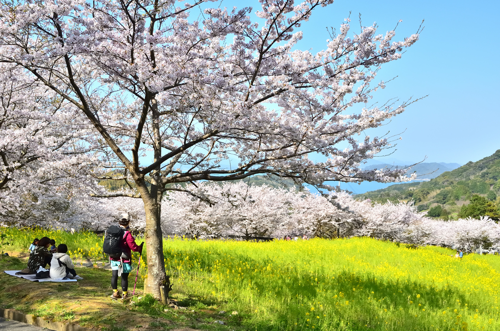 糸島　ゆらりんこ橋2022-9　ソメイヨシノと菜の花