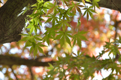 小倉城2022　秋-01　青もみじ00