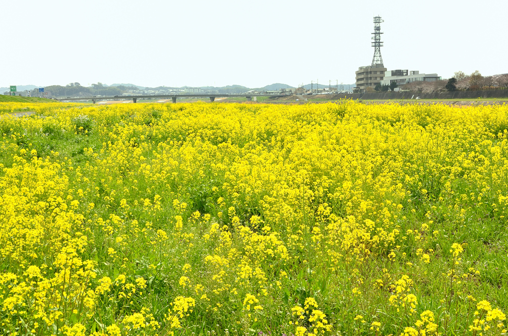 英彦山川2022　3月　菜の花と勘六橋