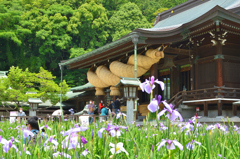 宮地嶽神社2022　菖蒲まつり　大注連縄と花菖蒲