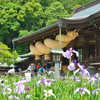宮地嶽神社2022　菖蒲まつり　大注連縄と花菖蒲