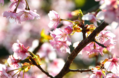 静豊園2024　早春-02　光の内に