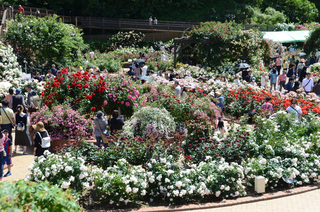 ｸﾞﾘｰﾝﾊﾟｰｸ2018　薔薇園2