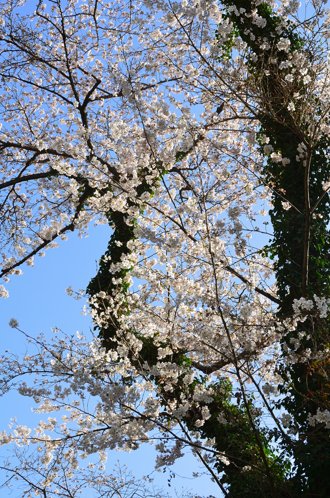 足立公園2022　3月-1　山桜03