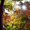 河内藤園2022　11月-3　紅葉林