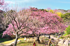 白野江2021　2月-7　白梅と河津桜①