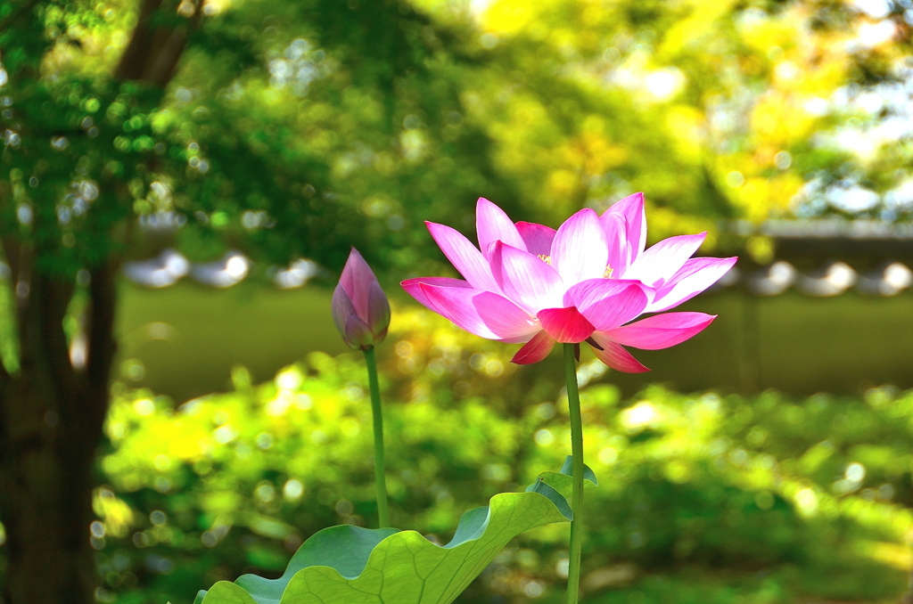 白野江2023　7月-6　蓮