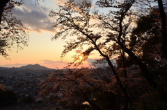 Ｋ市2019　桜と夕暮の皿倉山