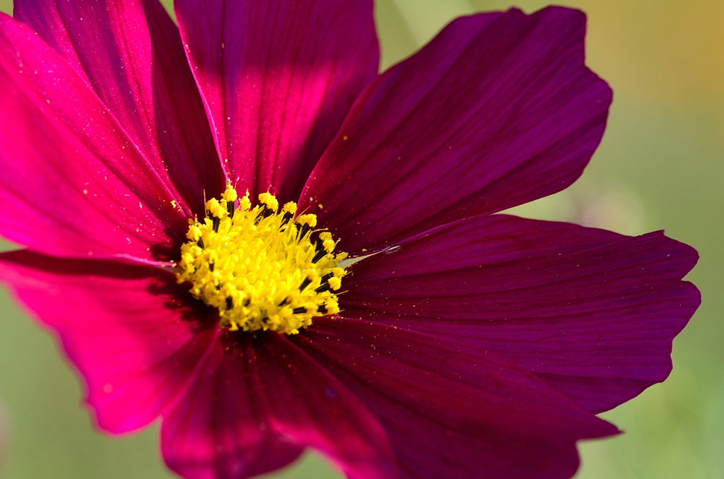 三光村2023　10月-01　コスモス花粉