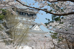 小倉城2018　桜①