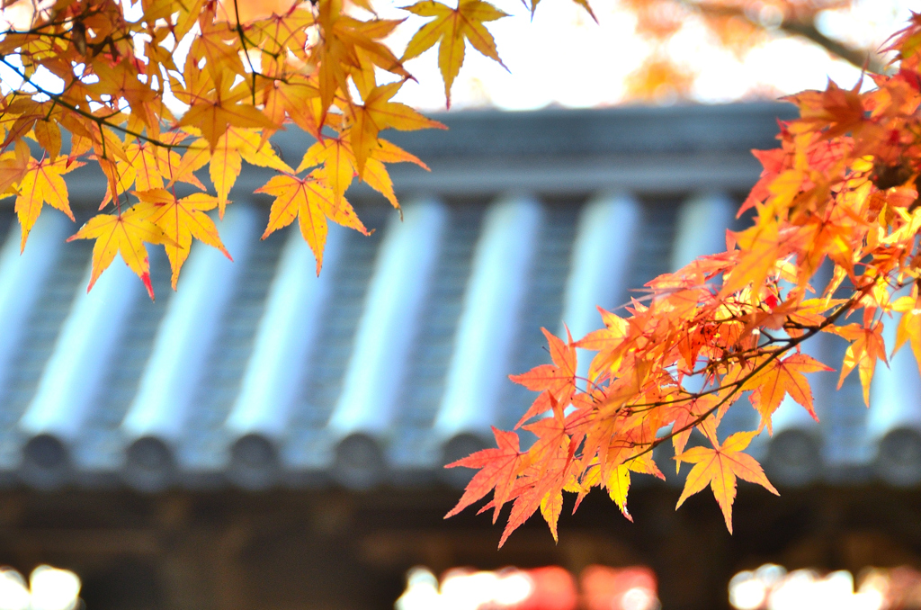 福聚寺2023　もみじ祭-02　裏門と黄葉