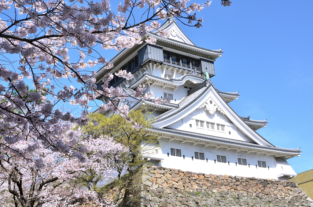 小倉城2022　4月-1　桜と天守閣②
