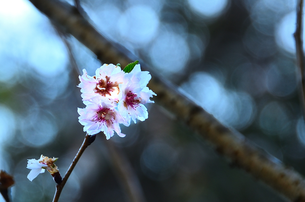 白野江2020　12月　子福桜②
