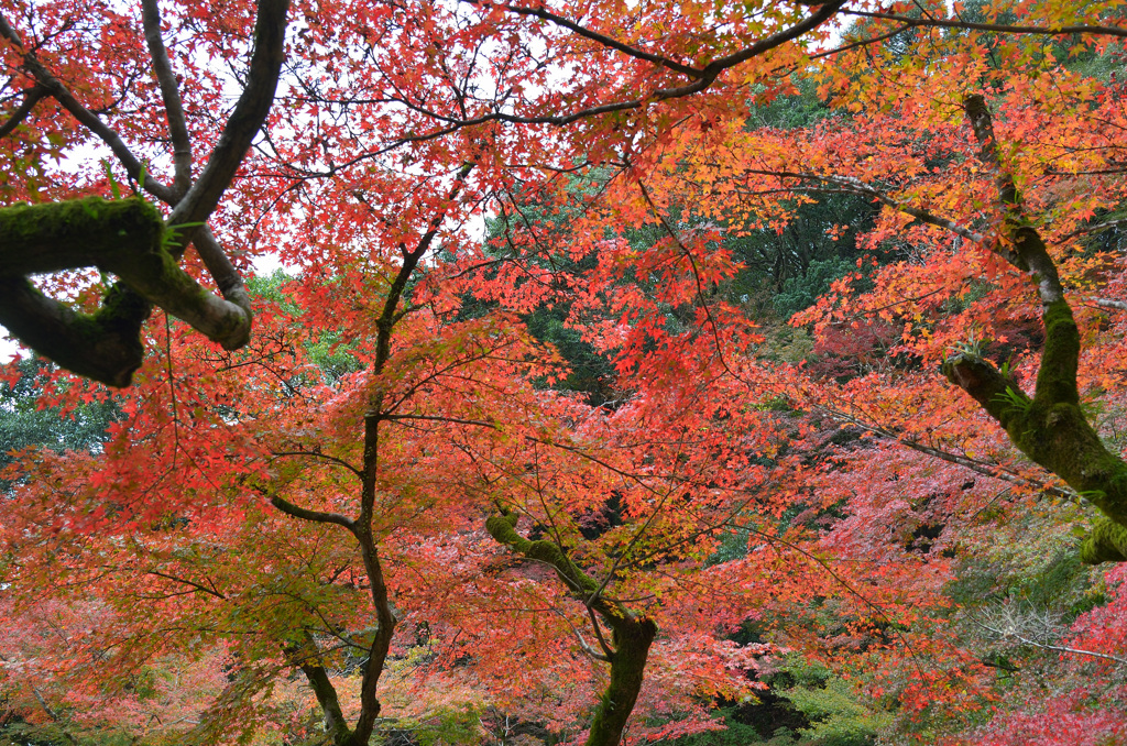 九年庵2019-3　紅葉
