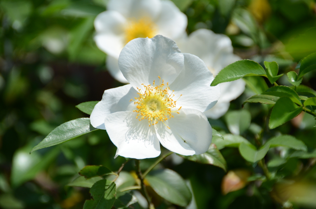 バルコニー2018　薔薇8