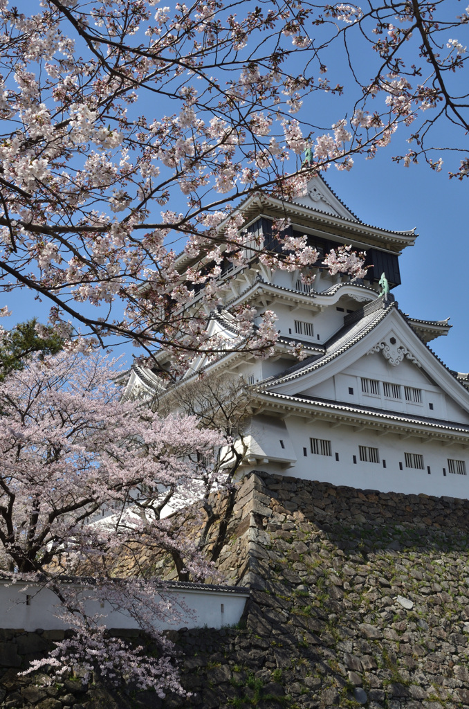 小倉城2019　桜と天守