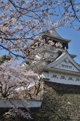 小倉城2019　桜と天守