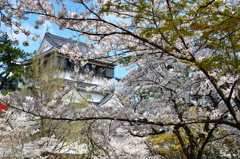 小倉城2021　3月-2　桜と天守④