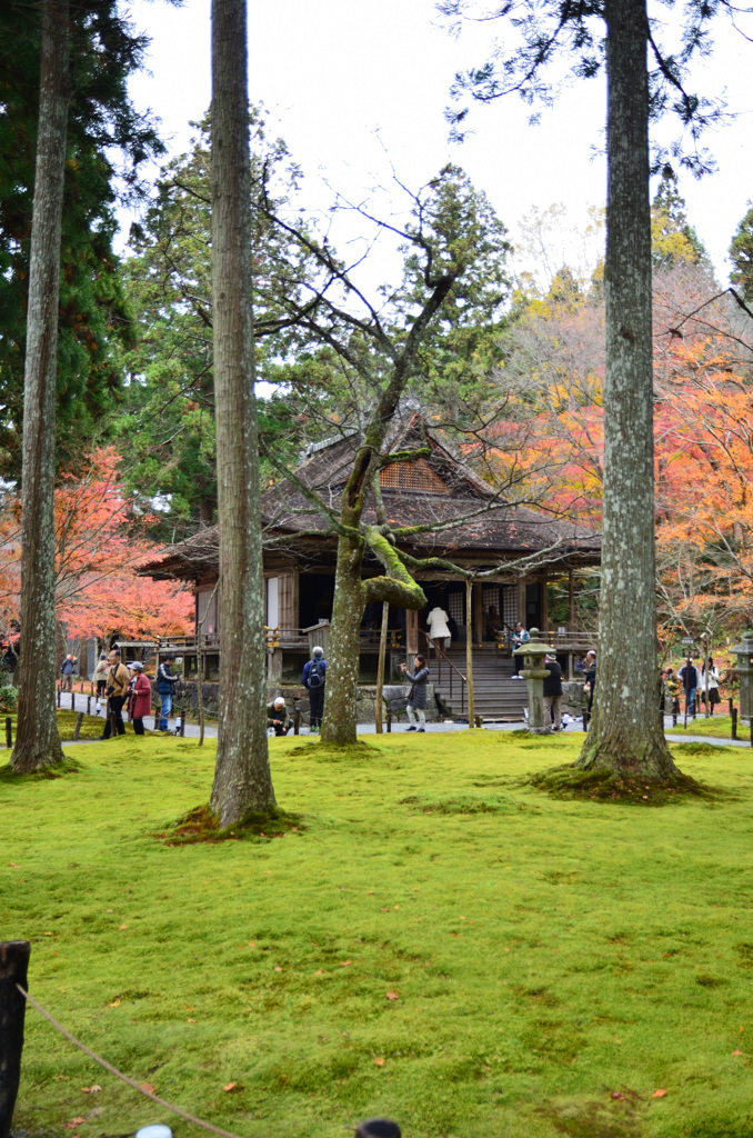 三千院2018-4　有清園　阿弥陀堂