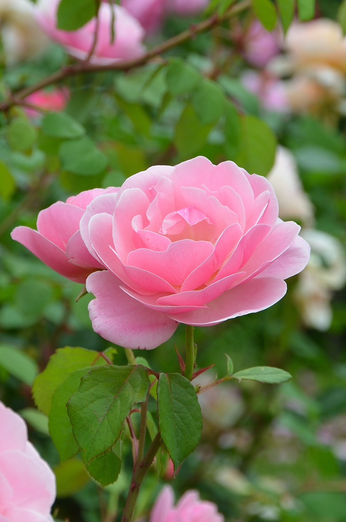 大神ファーム2022　薔薇-3　ブリーズ