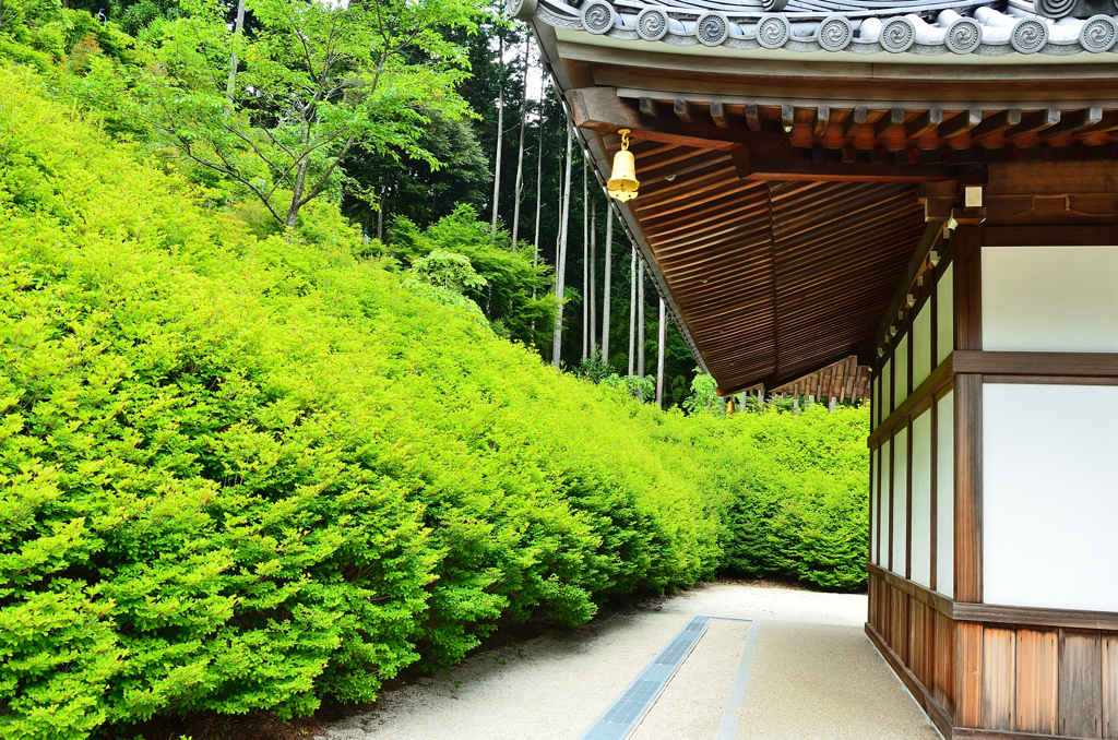 呑山観音寺2021　大百観音堂　梅雨のドウダンツツジ①