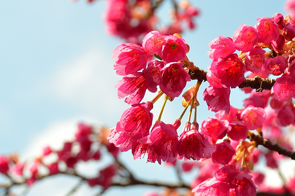 白野江2020　2月　寒緋桜