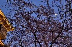 小倉城2023　春-1　夜桜とお月さん