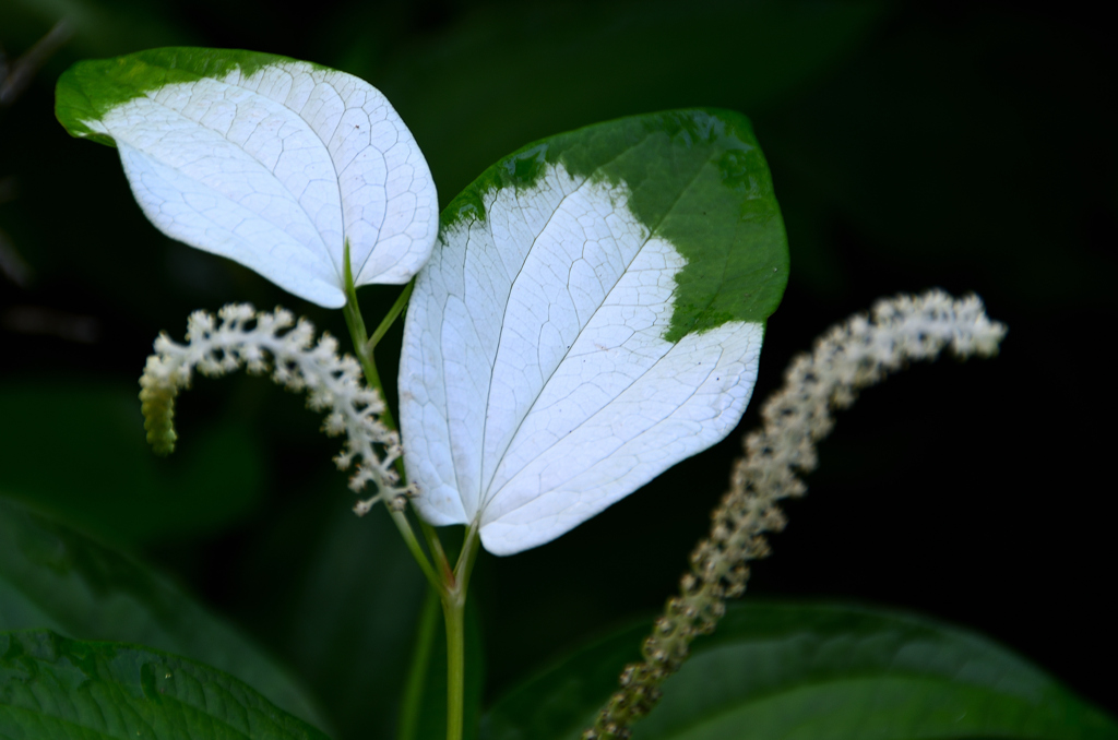 白野江2022　6月-1　半夏生