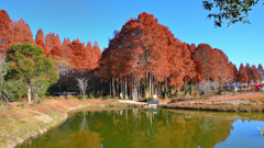 メタセの杜2021　初冬-01　池の畔