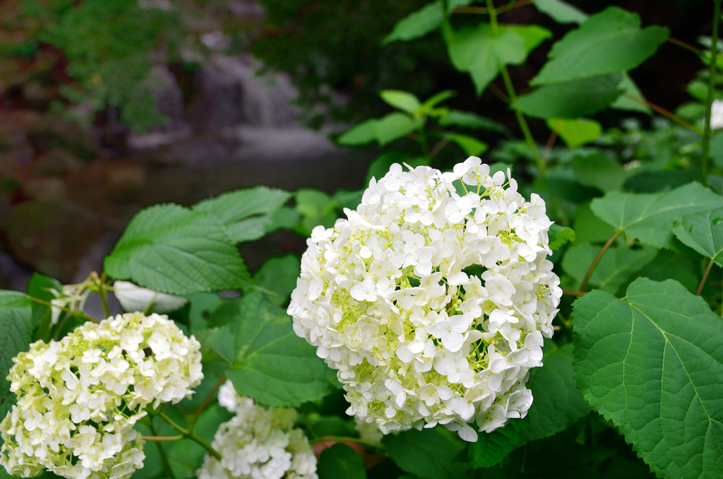 竜王峡2020-3　紫陽花と渓流