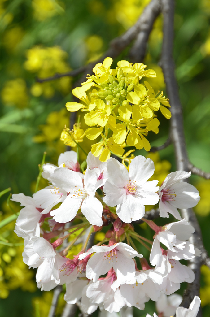 採銅所駅2022-4　桜と菜の花②