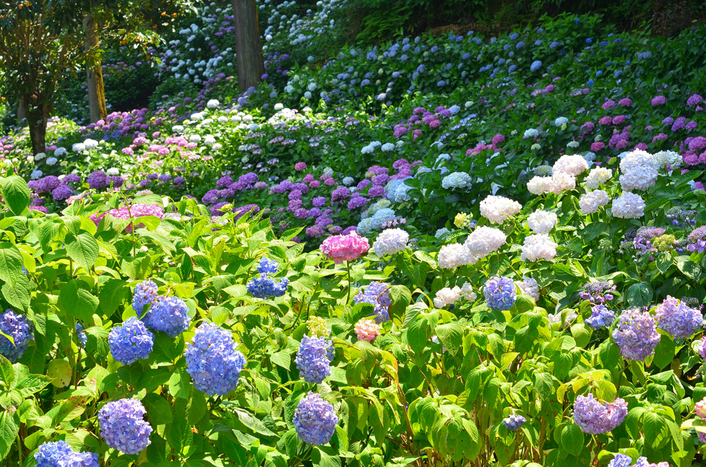 千光寺2021　6月-5　裏山の紫陽花