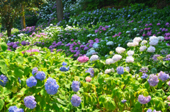 千光寺2021　6月-5　裏山の紫陽花