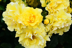 農事センター2020　5月-1　薔薇　ゴールドバニー